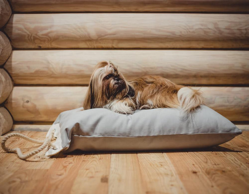 Igy - Dog cushion / dog bed